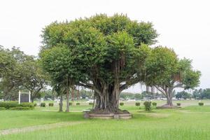 higuera gigante plantada en macetas de hormigón, en un parque lleno de césped. foto