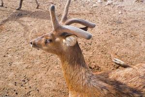 brown deer with beautiful horns standing on the ground. photo