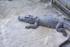An adult crocodile is swimming with only the head and body visible. photo