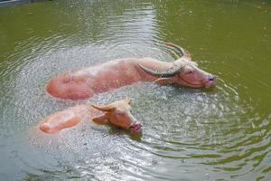 Albino buffalo and pink buffalo playing water in the farm Thailand photo