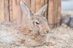 The rabbit family is having fun, walking, eating, sleeping on the ground and concrete. photo