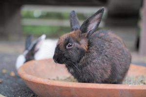 The rabbit family is having fun, walking, eating, sleeping on the ground and concrete. photo