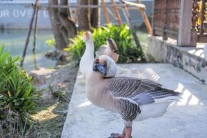 bandada de gansos shitou grises y blancos relajándose junto al agua foto