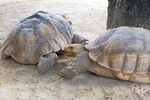 A giant tortoise with large, thick scales on its legs that walks freely on land. photo