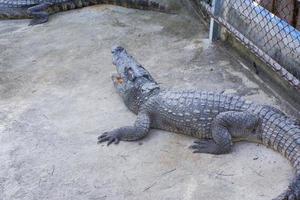 un cocodrilo adulto está nadando con solo la cabeza y el cuerpo visibles. foto