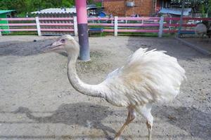 white feather ostrich walking inside the fence. photo