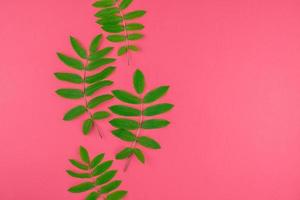 Green rowan tree leaves on bright pink background photo