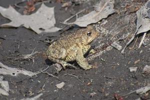 brown green toad sitting on wet ground on a sunny day