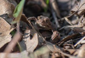 small brown toad on leaves camouflaged in the woods