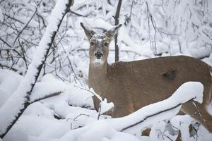 venado en la nieve durante el invierno en wisconsin foto