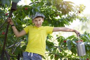 The child is picking cherries in the garden. Little boy tears sweet cherry from a tree in the garden. Selective focus. photo