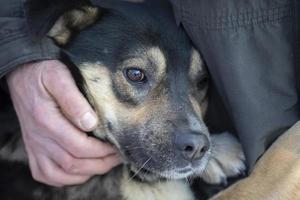 la mano acaricia al perro con ojos tristes. foto