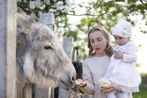 Mom with a little daughter feeds a donkey. A woman with a child on a farm. photo