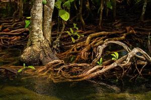 un arroyo en medio de un bosque tranquilo con agua fascinante. foto