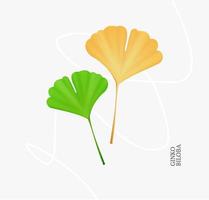 Realistic Detailed 3d Yellow and Green Ginkgo Biloba Leaves Set. Vector