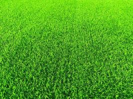 Green grass texture background grass garden concept used for making green background football pitch, Grass Golf, green lawn pattern textured background. photo