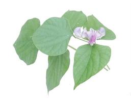 Hyacinth bean leaves isolated on white background. photo