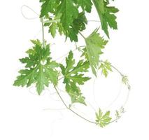 Fresh bitter gourd leaves isolated on white background. photo