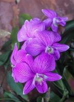 Pink rattan orchid with fine lines on petals that are beautiful in the garden. photo