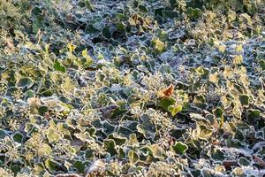 ivy leaves and fruits frozen over in winter photo