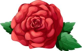 Cartoon red rose, lush flower isolated vector
