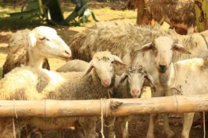 goat, javanese goat, gembel, gibas on traditional animal market photo