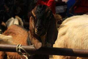 close up etawa goat kambing etawa javanese goat on traditional animal market, java indonesia photo