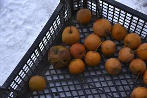 Old frozen apples in a basket in winter on the street. photo