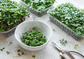 Assortment of micro greens on  table photo