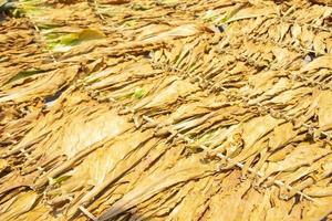 Drying traditional tobacco leaves with Hanging in a field, Indonesia. High quality dry cut tobacco big leaf. photo