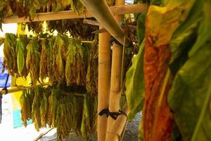 Drying traditional tobacco leaves with Hanging in a field, Indonesia. High quality dry cut tobacco big leaf. photo