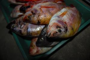 grilled fish Nile Tilapia on charcoal grill grilled fish Nile Tilapia on charcoal grill photo