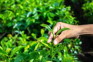 cerrar el dedo de la mano de las mujeres recogiendo hojas de té en una plantación de té para el producto, hojas de té frescas seleccionadas naturales en una granja de té en indonesia foto