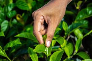 cerrar el dedo de la mano de las mujeres recogiendo hojas de té en una plantación de té para el producto, hojas de té frescas seleccionadas naturales en una granja de té en indonesia foto