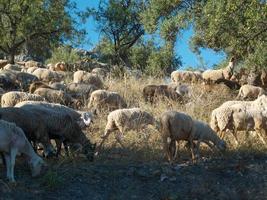 Flock of sheep grazing on a mountain, wild area. Sheep and lamb eating grass in the herd. Farming outdoor. Beautiful landscape. Animals in wilderness. Sunny day, amazing weather. photo