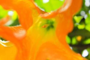 brugmansia amarilla o bunga terompet, trompeta de ángel o flor de datura en un jardín foto