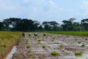 Farmers grow rice in field. They were soaked with water and mud to be prepared for planting photo