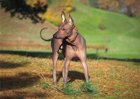 mexicano sin pelo, xoloitzcuintle. hermoso perro adulto al aire libre. raza de perro rara, xolo. tamaño estándar. día soleado. foto