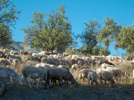 Flock of sheep grazing on a mountain, wild area. Sheep and lamb eating grass in the herd. Farming outdoor. Beautiful landscape. Animals in wilderness. Sunny day, amazing weather. photo