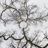 winter tiny planet transformation of spherical panorama 360 degrees. Spherical abstract aerial view in oak forest with clumsy branches. with snow. Curvature of space. photo