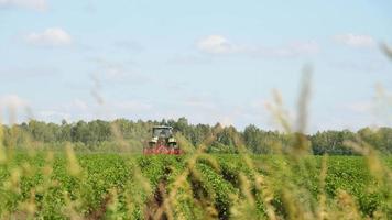 tractor agrícola trabaja en un campo verde en un día de verano. la agricultura y la industria de cultivos orgánicos. video
