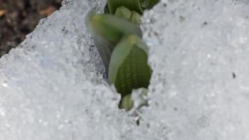 Frühlingsweiße Muscari-Primel wächst im Garten, aus nächster Nähe. Zeitraffer Schnee schmilzt im Frühling video
