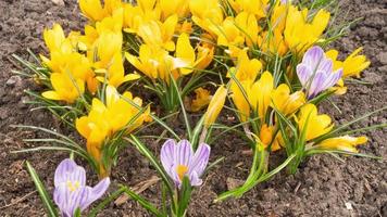 azafranes de flores de primavera en el jardín. los insectos polinizan las primeras flores. lapso de tiempo, los azafranes florecen al sol en primavera video