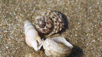 Feeler hermit crab on sand beach. Scenic summer in tropic. Shell mobile safety home. Cancer hermit crawls. Protective mobility in marine environments video