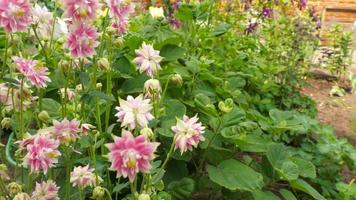 Blooming pink aquilegia. Beautiful bright spring flowers aquilegia close up in nature. Ranunculaceae Family. Aquilegia vulgaris video