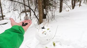 vogelstand eten van hand, winter. boomklever en mees in de winter Woud. de Mens feeds de vogels. concept van ecologie, bescherming en behoud van vogelstand en dieren video