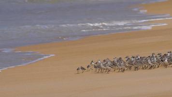 Flock of Greater sand plover Charadrius leschenaultii on Mai Khao beach, Phuket, Yhailand video