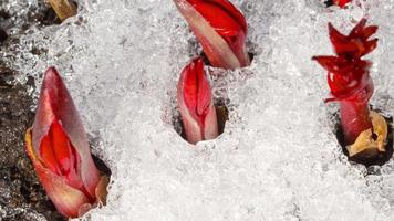 Time Lapse shot of melting snow unveiling peony sprout video