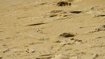 un crabe fantôme creusant du sable pour faire un trou sur la plage video