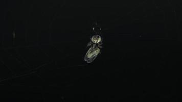 Spider caught a fly entangled in a cocoon, close up video